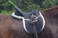 Selling: Wintec Dressage Saddle 16"