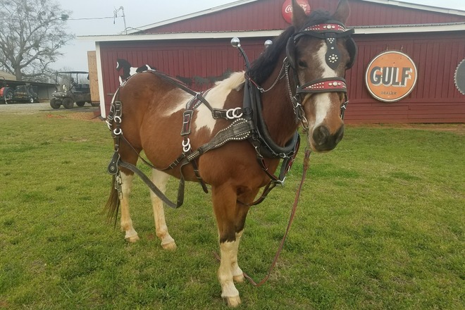 4 Sets of Hanes Show Harnesses - Quarter Horse Size