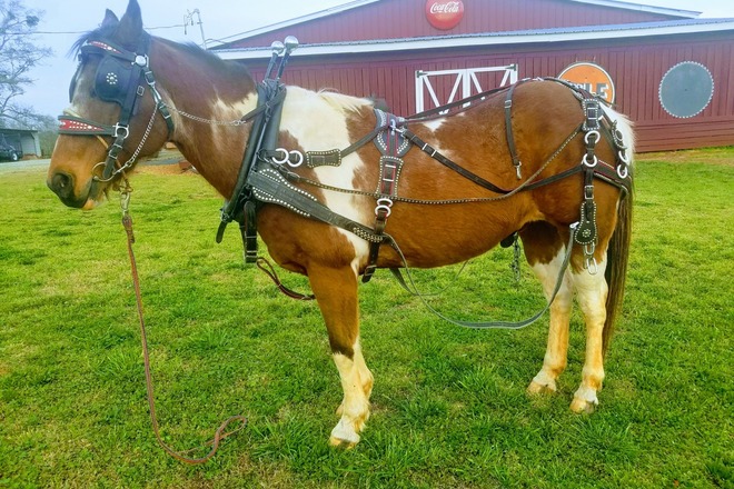 4 Sets of Hanes Show Harnesses - Quarter Horse Size
