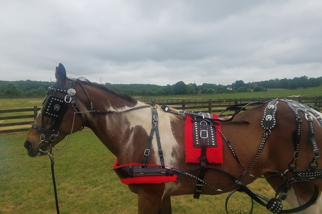 Show Breast Harness For Draft Horse 